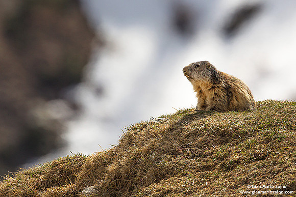 Marmota marmota / Marmotta / Alpine marmot / Marmotte des Alpes