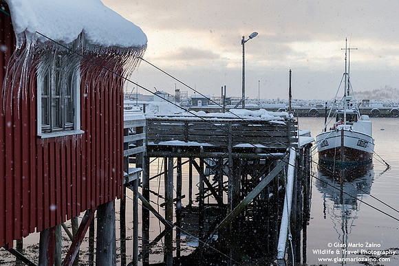Norway - Lofoten - Reine (8/11/2019)