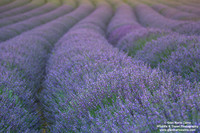 France - Provence - Valensole (10/07/2019)