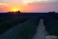 France - Provence - Valensole (06/07/2019)