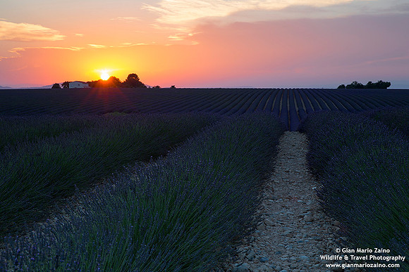 France - Provence - Valensole (06/07/2019)