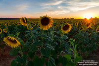 France - Provence - Valensole (06/07/2019)