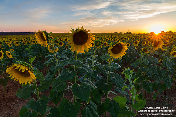 France - Provence - Valensole (06/07/2019)