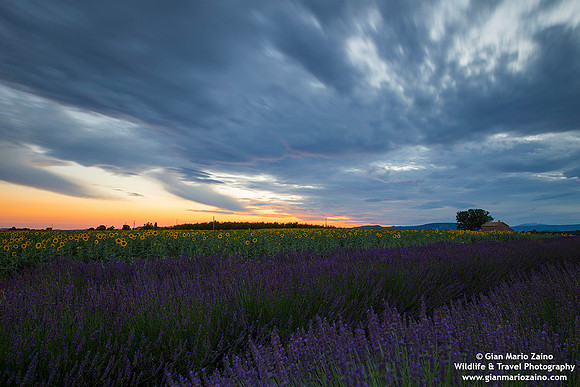 France - Provence - Valensole (11/07/2019)