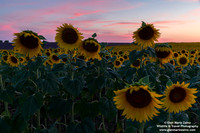 France - Provence - Valensole (07/07/2019)