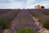 France - Provence - Valensole (08/07/2019)
