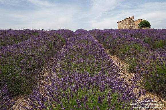 France - Provence - Valensole (08/07/2019)