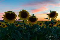 France - Provence - Valensole (07/07/2019)