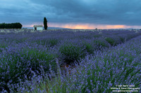 France - Provence - Valensole (09/07/2019)
