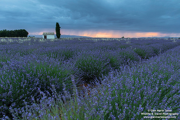 France - Provence - Valensole (09/07/2019)