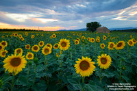 France - Provence - Valensole (11/07/2019)
