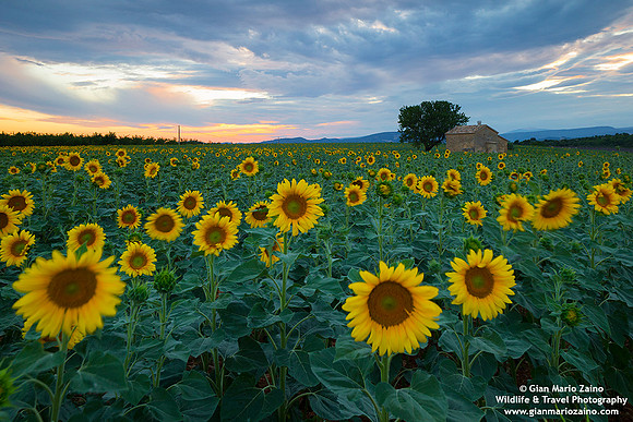 France - Provence - Valensole (11/07/2019)