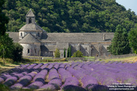 France - Provence - Sénanque (07/07/2019)