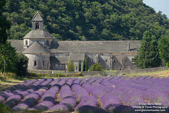 France - Provence - Sénanque (07/07/2019)