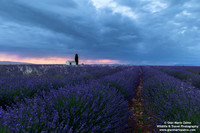 France - Provence - Valensole (09/07/2019)
