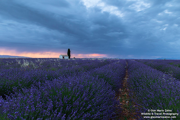 France - Provence - Valensole (09/07/2019)