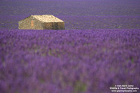 France - Provence - Valensole (09/07/2019)