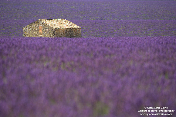 France - Provence - Valensole (09/07/2019)