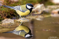 Parus major / Cinciallegra / Great tit / Mésange charbonnière
