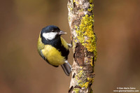 Parus major / Cinciallegra / Great tit / Mésange charbonnière