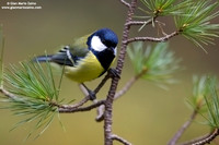 Parus major / Cinciallegra / Great tit / Mésange charbonnière