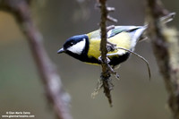 Parus major / Cinciallegra / Great tit / Mésange charbonnière