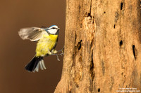 Cyanistes caeruleus / Cinciarella / Eurasian blue tit / Mésange bleue
