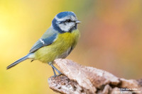 Cyanistes caeruleus / Cinciarella / Eurasian blue tit / Mésange bleue