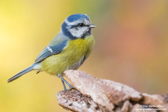 Cyanistes caeruleus / Cinciarella / Eurasian blue tit / Mésange bleue