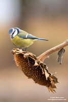 Cyanistes caeruleus / Cinciarella / Eurasian blue tit / Mésange bleue