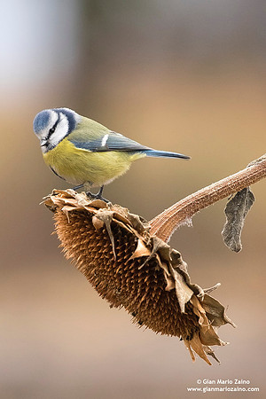 Cyanistes caeruleus / Cinciarella / Eurasian blue tit / Mésange bleue