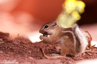 Ammospermophilus leucurus / Scoiattolo antilope dalla coda bianca / White-tailde antelope squirrel