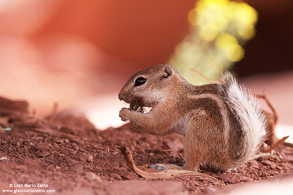 Ammospermophilus leucurus / Scoiattolo antilope dalla coda bianca / White-tailde antelope squirrel