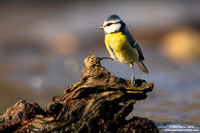 Cyanistes caeruleus / Cinciarella / Eurasian blue tit / Mésange bleue