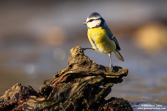 Cyanistes caeruleus / Cinciarella / Eurasian blue tit / Mésange bleue