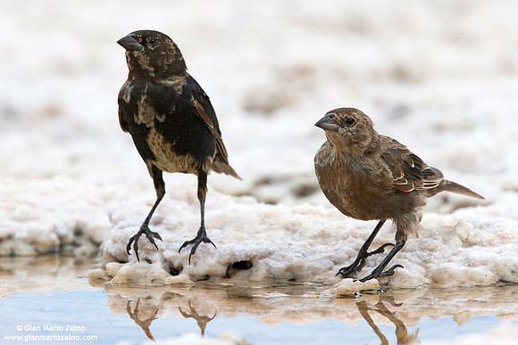 Molothrus ater / Molotro testabruna / Brown-headed cowbird / Vacher à tête brune