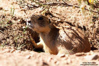 Cynomys / Cane della prateria / Prairie dog / Chien de prairie