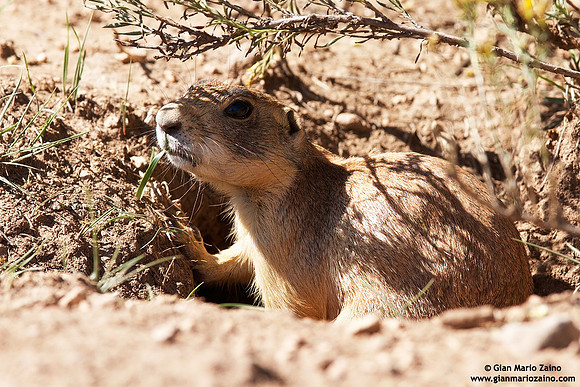 Cynomys / Cane della prateria / Prairie dog / Chien de prairie