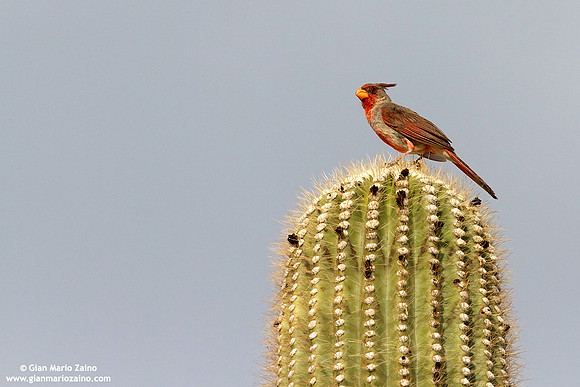 Cardinalis sinuatus / Cardinale rosa / Pyrruloxia / Cardinal pyrrhuloxia