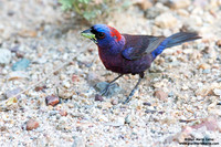 Passerina versicolor / Papa variabile / Varied bunting / Passerin varié