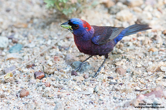 Passerina versicolor / Papa variabile / Varied bunting / Passerin varié