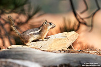 Callospermophilus lateralis / Scoiattolo terrestre dorato / Golden mantled ground squirrel / Écureuil terrestre doré