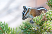 Neotamias umbrinus / Uinta chipmunk