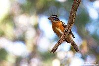 Pheucticus melanocephalus / Beccogrosso testa nera / Black-headed grosbeak / Cardinal à tête noire)