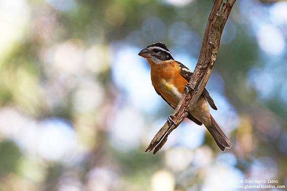 Pheucticus melanocephalus / Beccogrosso testa nera / Black-headed grosbeak / Cardinal à tête noire)