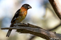 Pheucticus melanocephalus / Beccogrosso testa nera / Black-headed grosbeak / Cardinal à tête noire