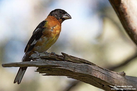 Pheucticus melanocephalus / Beccogrosso testa nera / Black-headed grosbeak / Cardinal à tête noire
