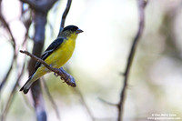 Carduelis psaltria / Lucherino minore americano / Lesser goldfinch / Chardonneret mineur
