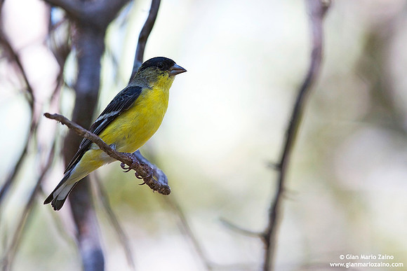Carduelis psaltria / Lucherino minore americano / Lesser goldfinch / Chardonneret mineur