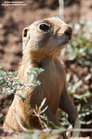 Cynomys / Cane della prateria / Prairie dog / Chien de prairie